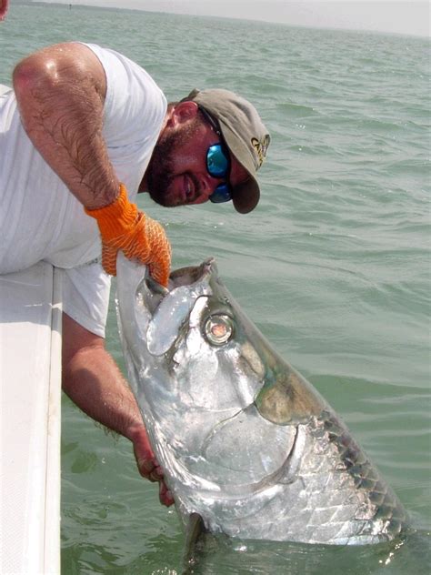 Tarpon .